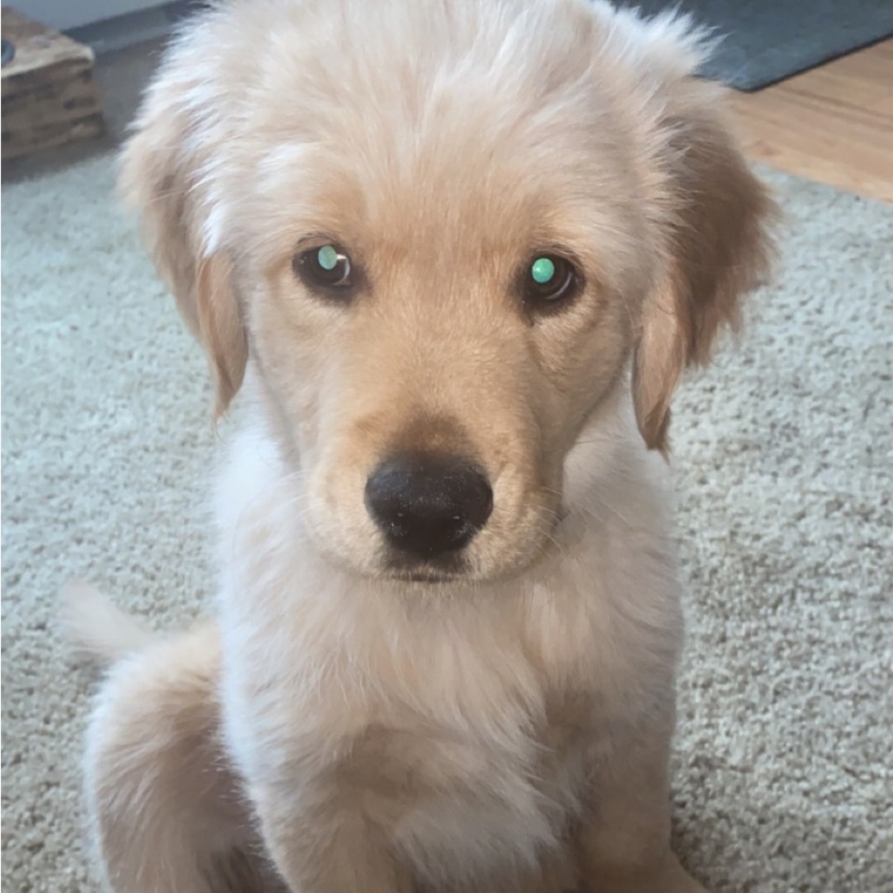 Meet your Posher, Holly